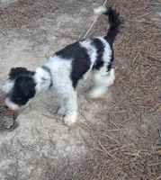 Bandit , a male Poodle - Miniature  for sale in Henderson, TN – 5 of 5