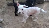 White boy, a male Chinese Crested for sale in Henderson, TN – 3 of 3