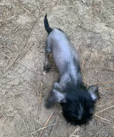 Sweetie, a female Chinese Crested for sale in Henderson, TN – 4 of 6