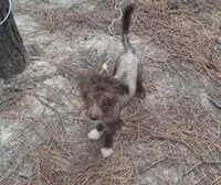 Chocolate boy, a male Chinese Crested for sale in Henderson, TN – 2 of 2