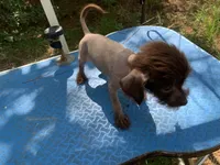 Chocolate boy, a male Chinese Crested for sale in Henderson, TN – 5 of 5