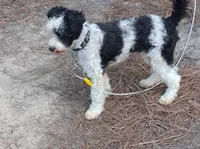 Bandit , a male Poodle - Miniature  for sale in Henderson, TN – 2 of 5