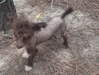 Chocolate boy, a male Chinese Crested for sale in Henderson, TN – 2 of 4
