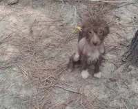 Chocolate boy, a male Chinese Crested for sale in Henderson, TN – 1 of 4