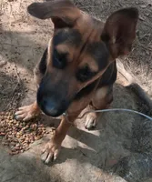 Sassy, a female German Shepherd Dog for sale in Henderson, TN – 2 of 3
