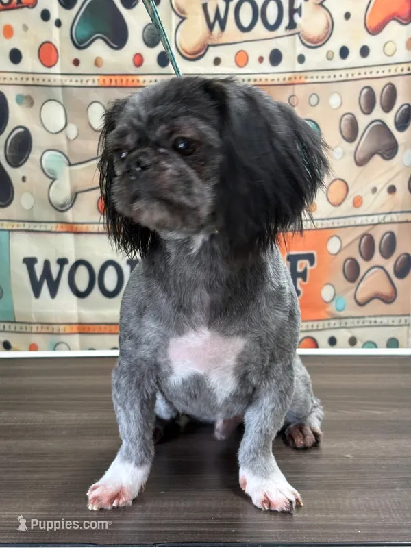 Gizmo – Shih Tzu puppy for sale in Henderson, TN