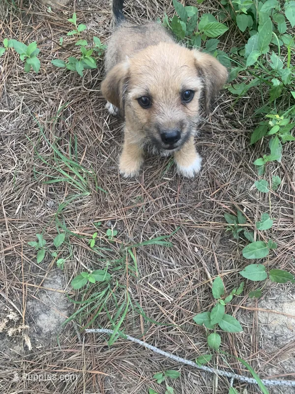Boy – Chiweenie puppy for sale in Henderson, TN