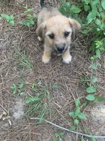 Boy, a male Chiweenie for sale in Henderson, TN – 1 of 1