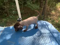 Chocolate boy, a male Chinese Crested for sale in Henderson, TN – 2 of 5