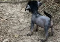 Sweetie, a female Chinese Crested for sale in Henderson, TN – 3 of 6