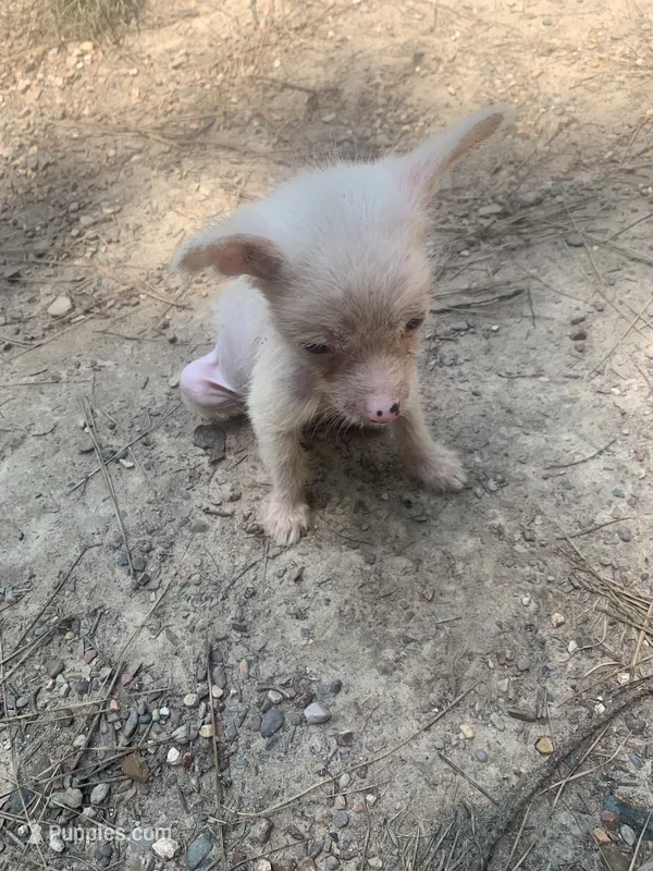 White boy – Chinese Crested puppy for sale in Henderson, TN