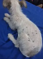 Precious , a female Chihuahua and Chinese Crested for sale in Henderson, TN – 3 of 3