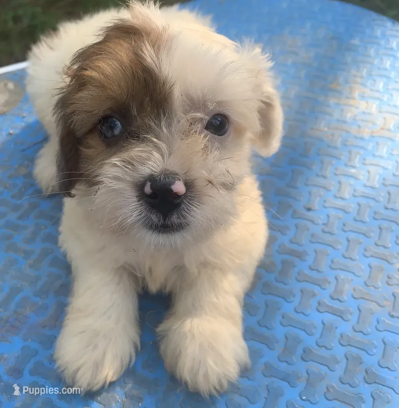 Blue  – Cavapoo puppy for sale in Henderson, TN