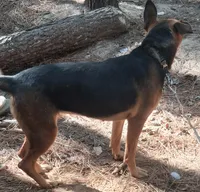 Sassy, a female German Shepherd Dog for sale in Henderson, TN – 3 of 3