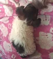 Tri male, a male Poodle - Toy  and Chiweenie for sale in Henderson, TN – 3 of 6