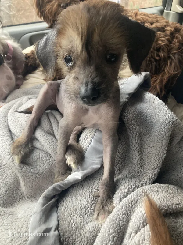 Baby boy – Chinese Crested puppy for sale in Henderson, TN