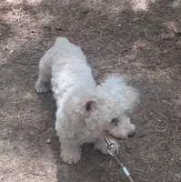 Whitey , a male Bichon Frise for sale in Henderson, TN – 5 of 5