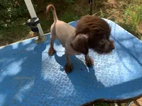 Chocolate boy, a male Chinese Crested for sale in Henderson, TN – 1 of 5