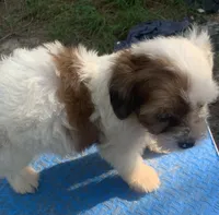 Blue , a male Cavapoo for sale in Henderson, TN – 3 of 7