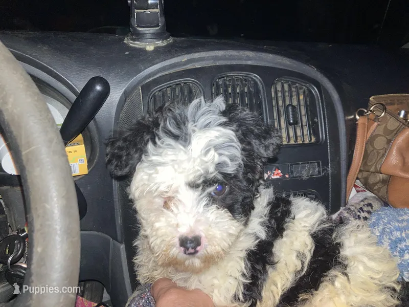 Black eyed bandit, a male Chinese Crested for sale in Henderson, TN – Photo 1 of 2