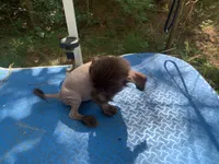 Chocolate boy, a male Chinese Crested for sale in Henderson, TN – 3 of 5