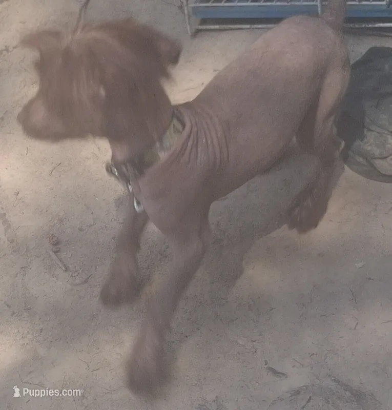 Coco  – Chinese Crested puppy for sale in Henderson, TN