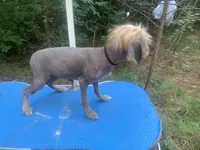 Hairless , a male Chinese Crested for sale in Henderson, TN – 6 of 6