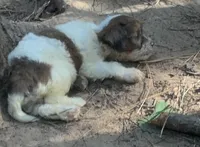 Blue , a male Cavapoo for sale in Henderson, TN – 7 of 7