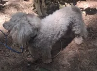 Whitey , a male Bichon Frise for sale in Henderson, TN – 3 of 5