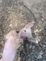 White boy, a male Chinese Crested for sale in Henderson, TN – 3 of 4