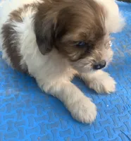 Blue , a male Cavapoo for sale in Henderson, TN – 4 of 7