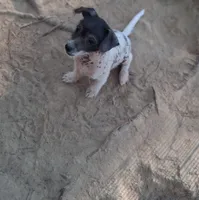 Black/white baby boy, a male Chinese Crested for sale in Henderson, TN – 2 of 6