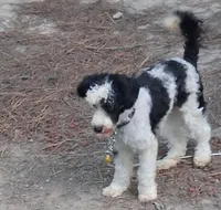 Bandit , a male Poodle - Miniature  for sale in Henderson, TN – 4 of 5