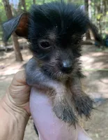 Sweetie, a female Chinese Crested for sale in Henderson, TN – 1 of 6