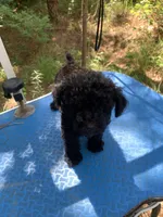 Ebony, a female Shih Tzu and Poodle - Toy  for sale in Henderson, TN – 2 of 4