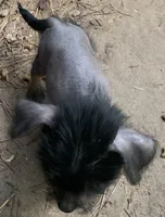 Sweetie, a female Chinese Crested for sale in Henderson, TN – 2 of 6