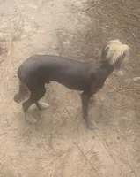 Hairless , a male Chinese Crested for sale in Henderson, TN – 2 of 6
