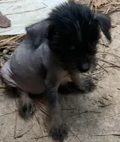 Sweetie, a female Chinese Crested for sale in Henderson, TN – 6 of 6