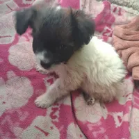 Tri male, a male Poodle - Toy  and Chiweenie for sale in Henderson, TN – 1 of 6
