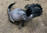 Sweetie, a female Chinese Crested for sale in Henderson, TN – 5 of 6
