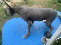 Hairless , a male Chinese Crested for sale in Henderson, TN – 4 of 6