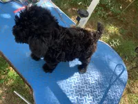 Ebony, a female Shih Tzu and Poodle - Toy  for sale in Henderson, TN – 4 of 4