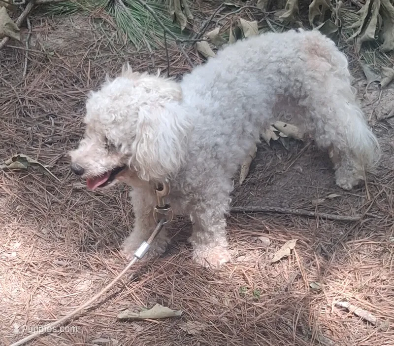 Whitey  – Bichon Frise puppy for sale in Henderson, TN