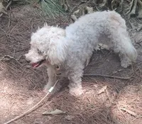 Whitey , a male Bichon Frise for sale in Henderson, TN – 1 of 5