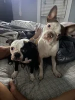 Brian, a male Boston Terrier for sale in Monticello, FL – 6 of 7