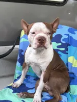 Giselle , a female Boston Terrier for sale in Monticello, FL – 5 of 8