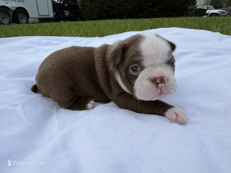 Brian – Boston Terrier puppy for sale in Monticello, FL
