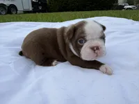 Brian, a male Boston Terrier for sale in Monticello, FL – 1 of 7