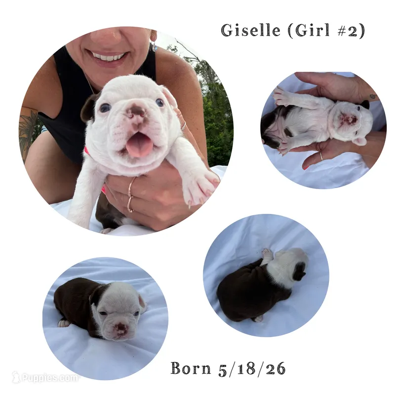 Giselle  – Boston Terrier puppy for sale in Monticello, FL