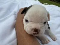 Giselle , a female Boston Terrier for sale in Monticello, FL – 2 of 8